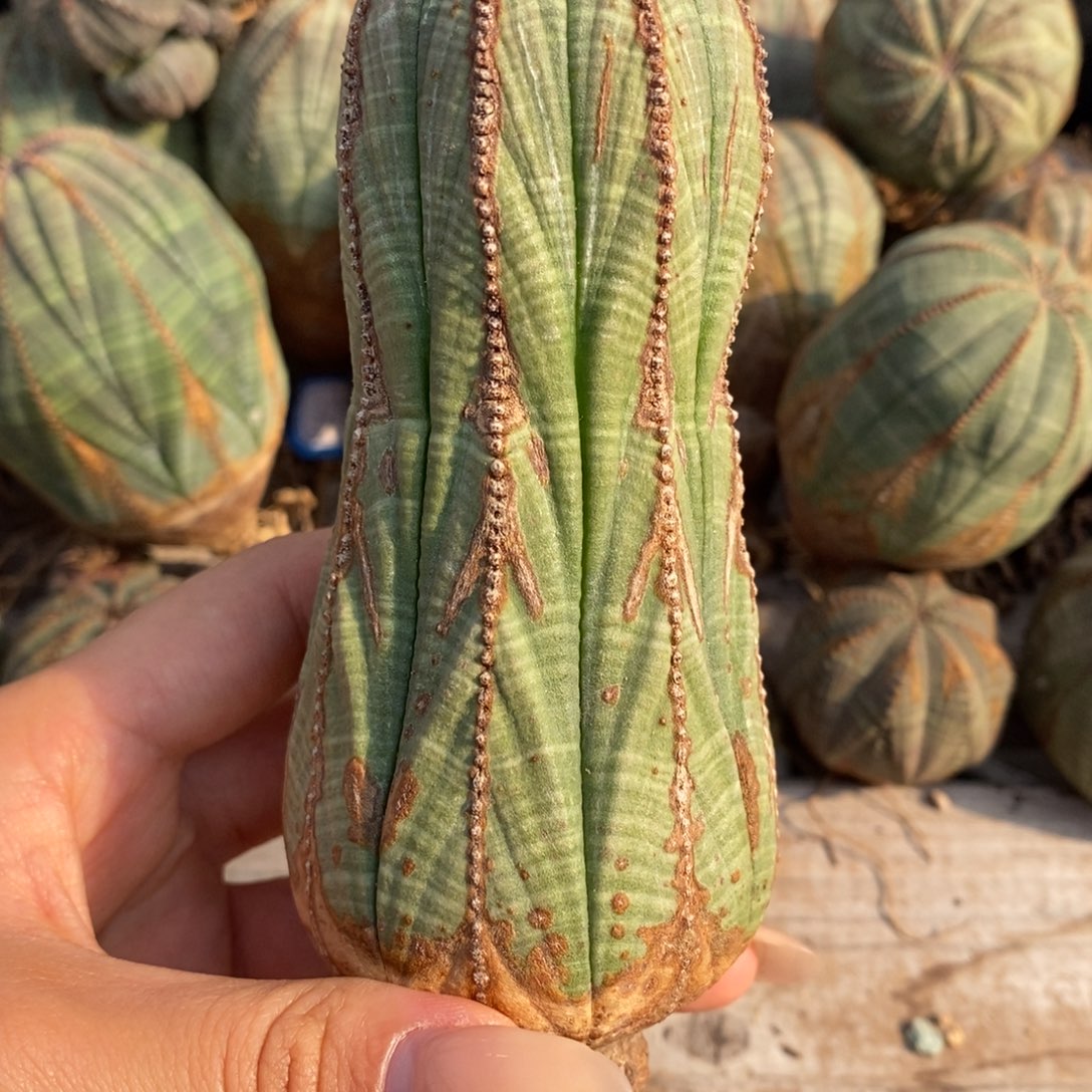 ^***^欧系实生布纹球888补差价