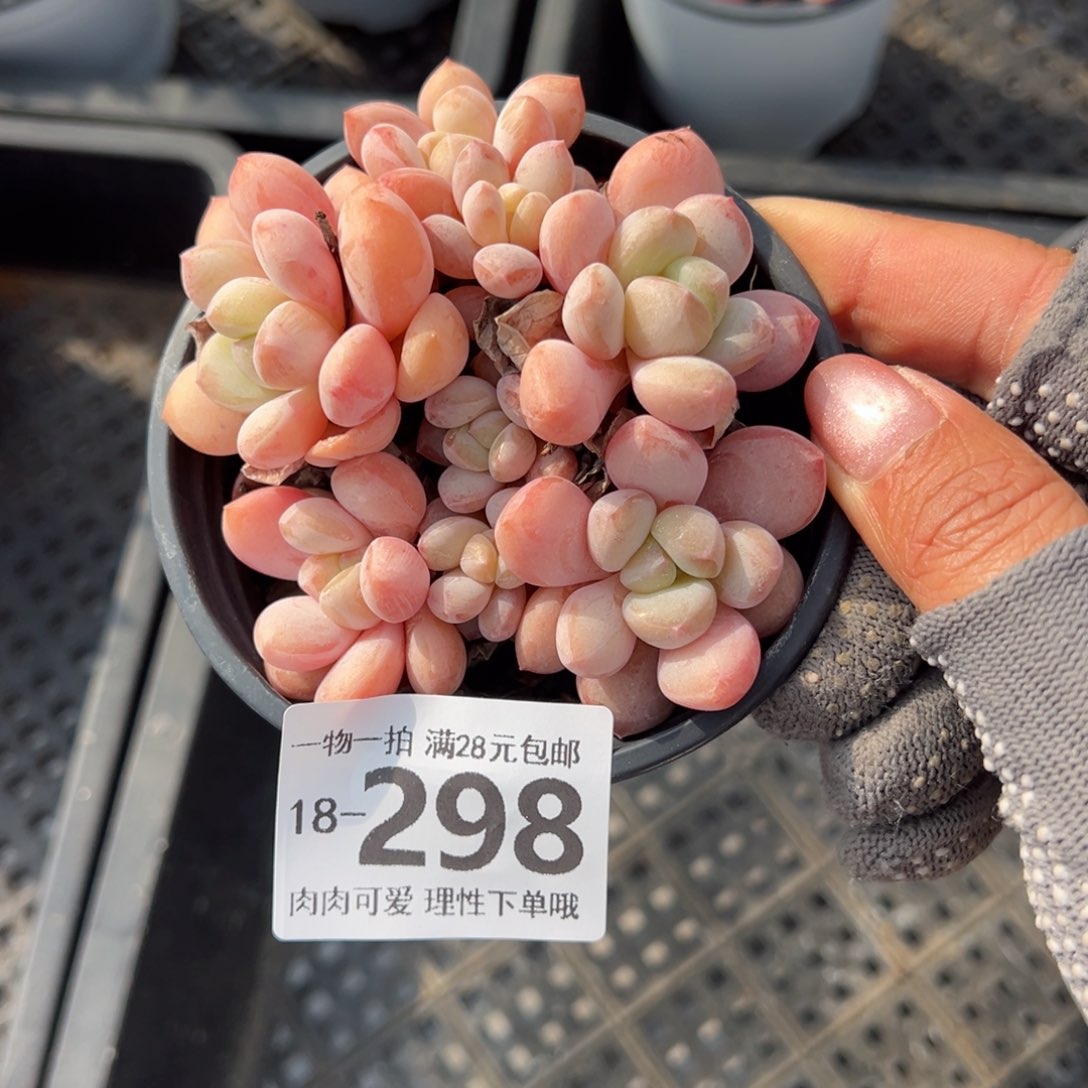 拉丝雨多肉多肉多肉多肉