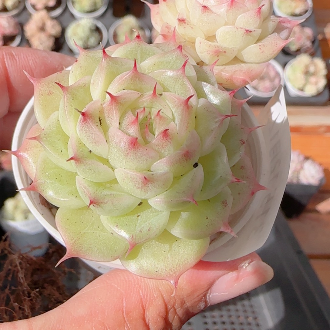 花语多肉1212-315海胆