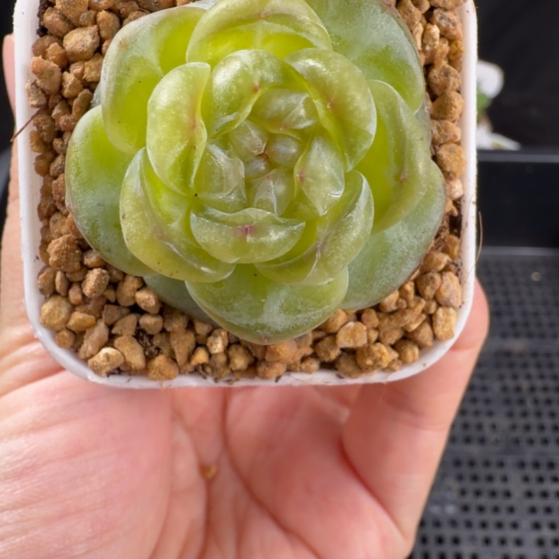 花苞脸珍妮165号优选