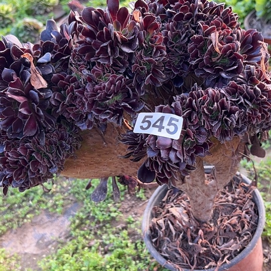 瞎***淡多肉植物一个欧子545