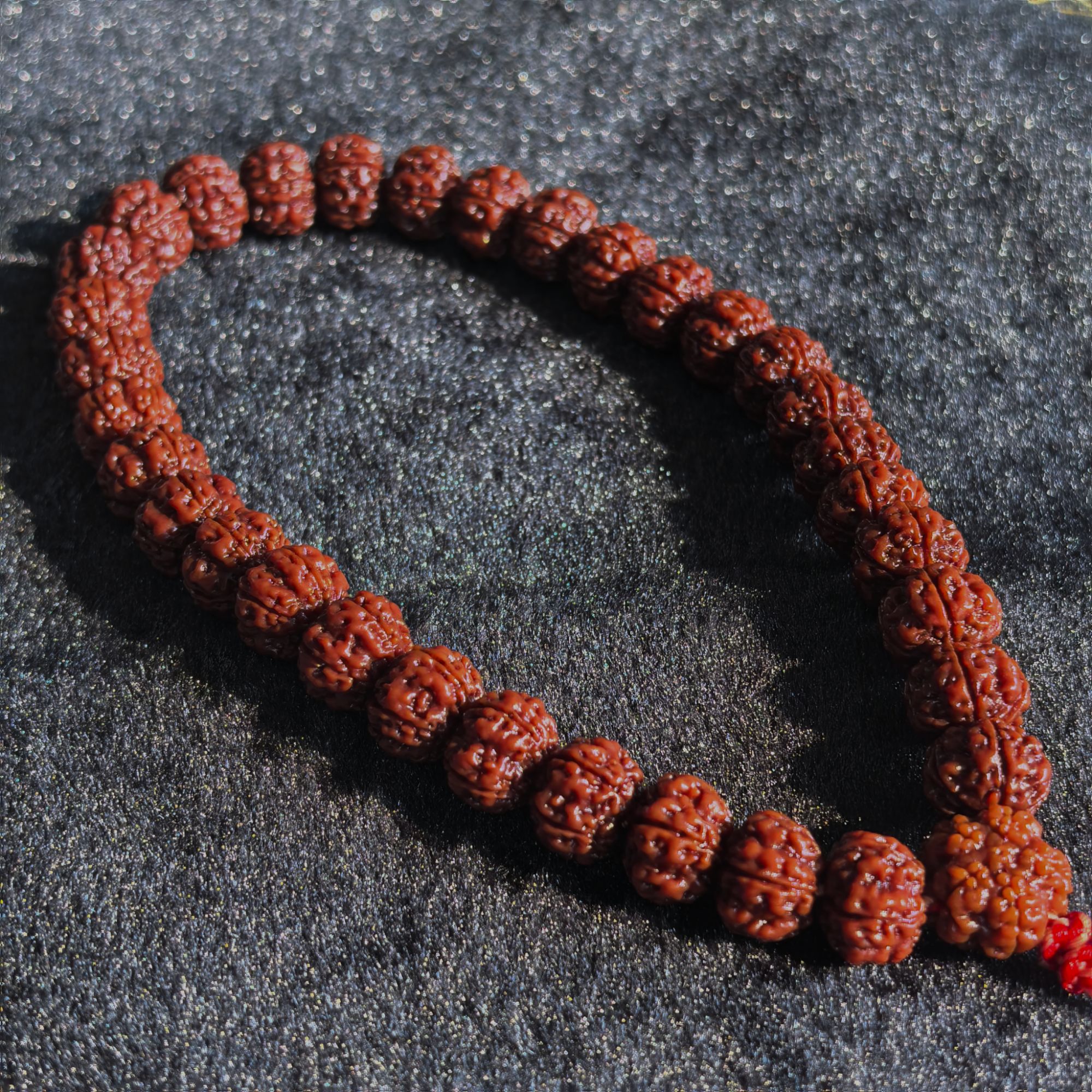 【伏龙】12梅花 原生态全品无黄野生梅花小金刚 