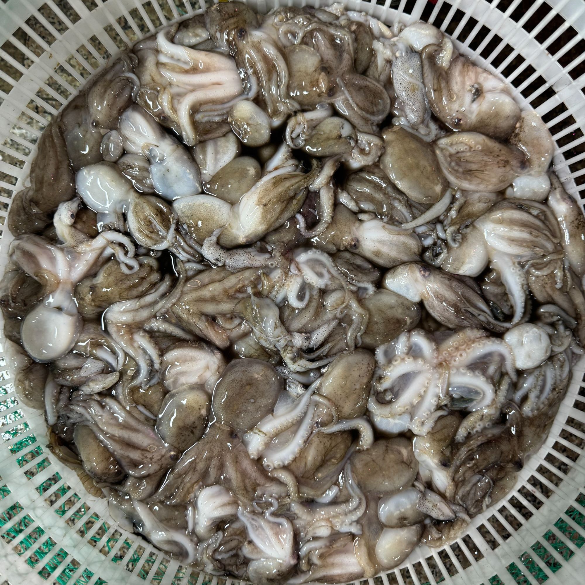 鲜八爪鱼  到手一斤