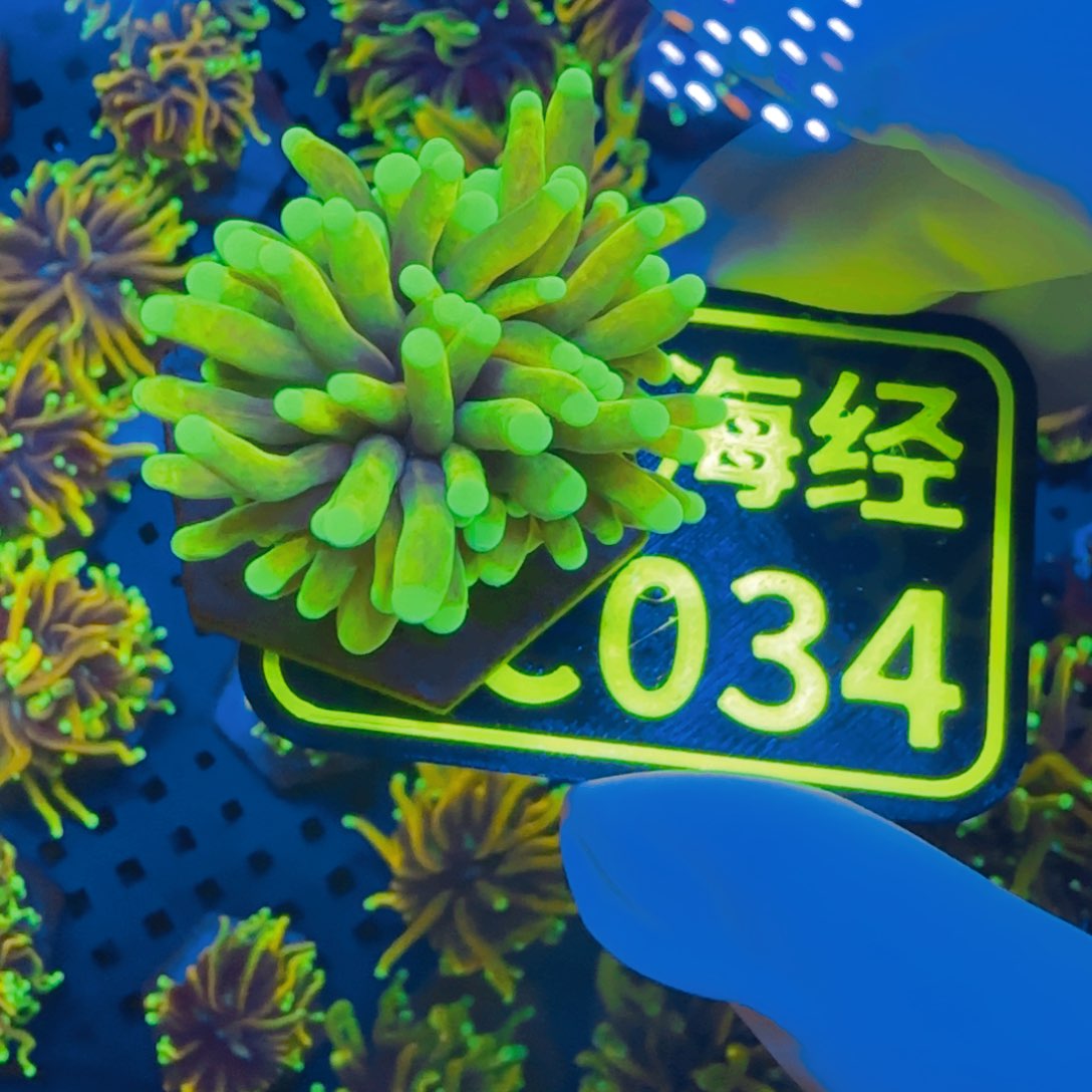 刘***杰纽扣珊瑚晓晓不包邮仙本那霓虹金C034