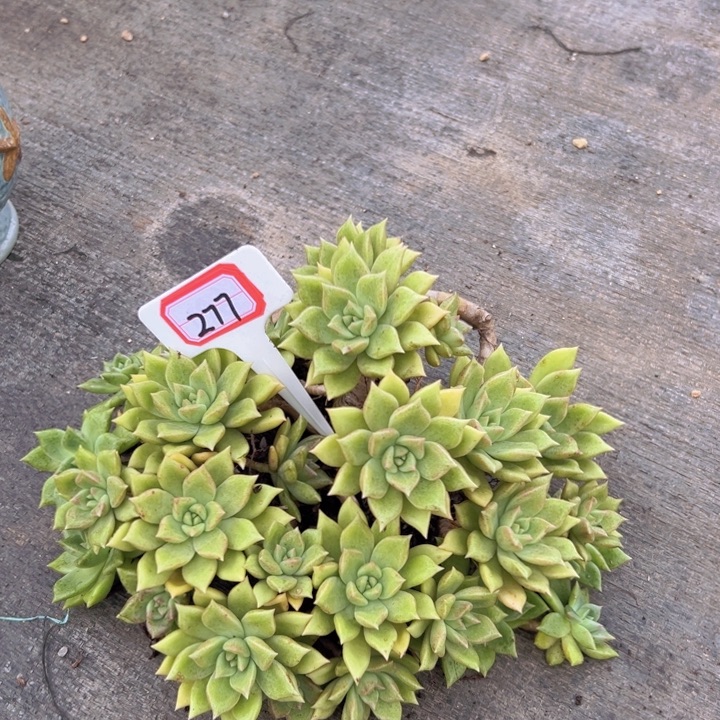 ：***蒋A277璀璨多肉一物一拍12.8