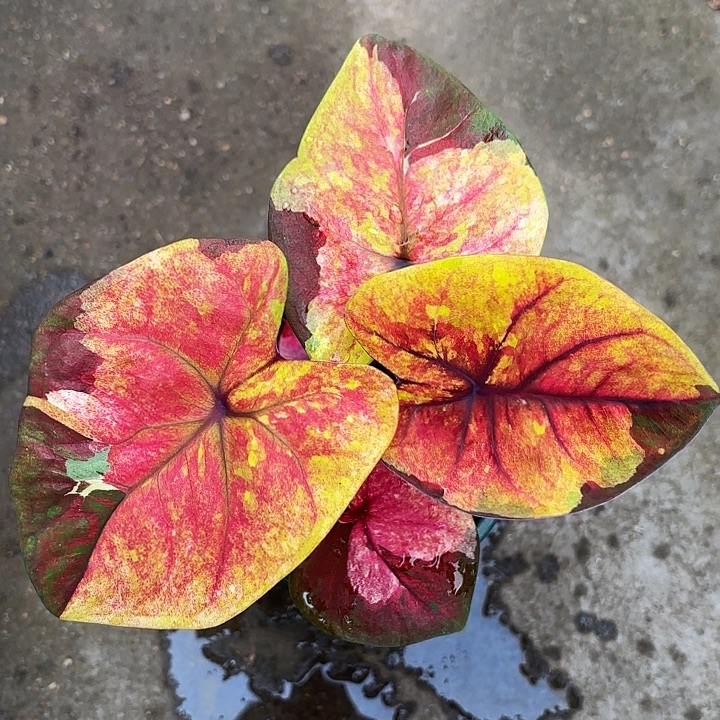 52-1129暮光广东现货