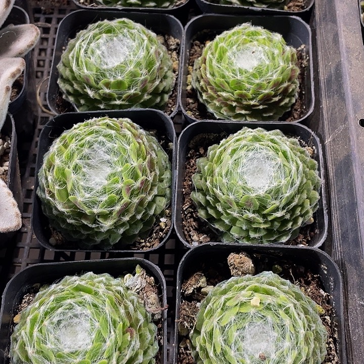 猪丝卷卷带盆土发货