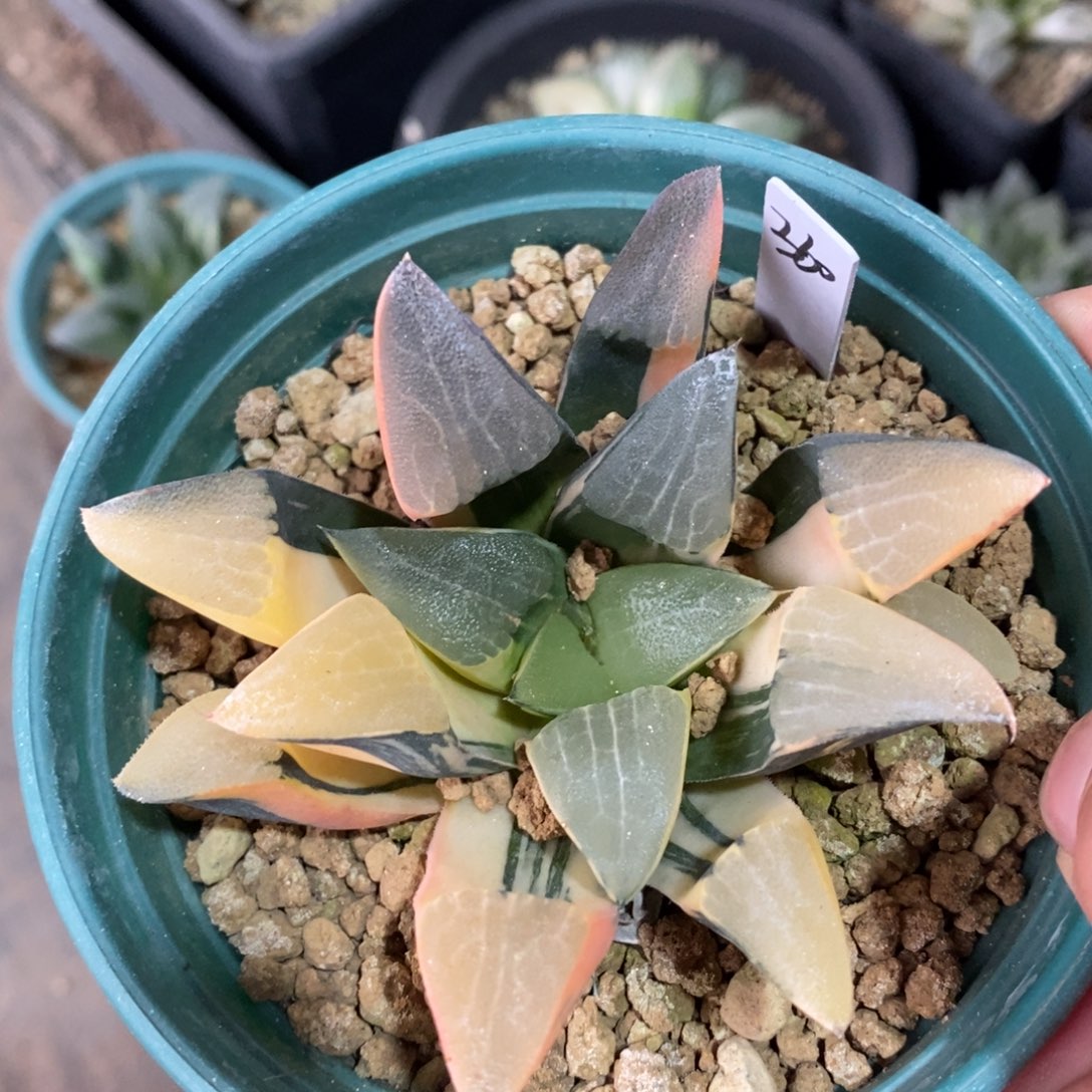 一颗实生克锦 元旦福利