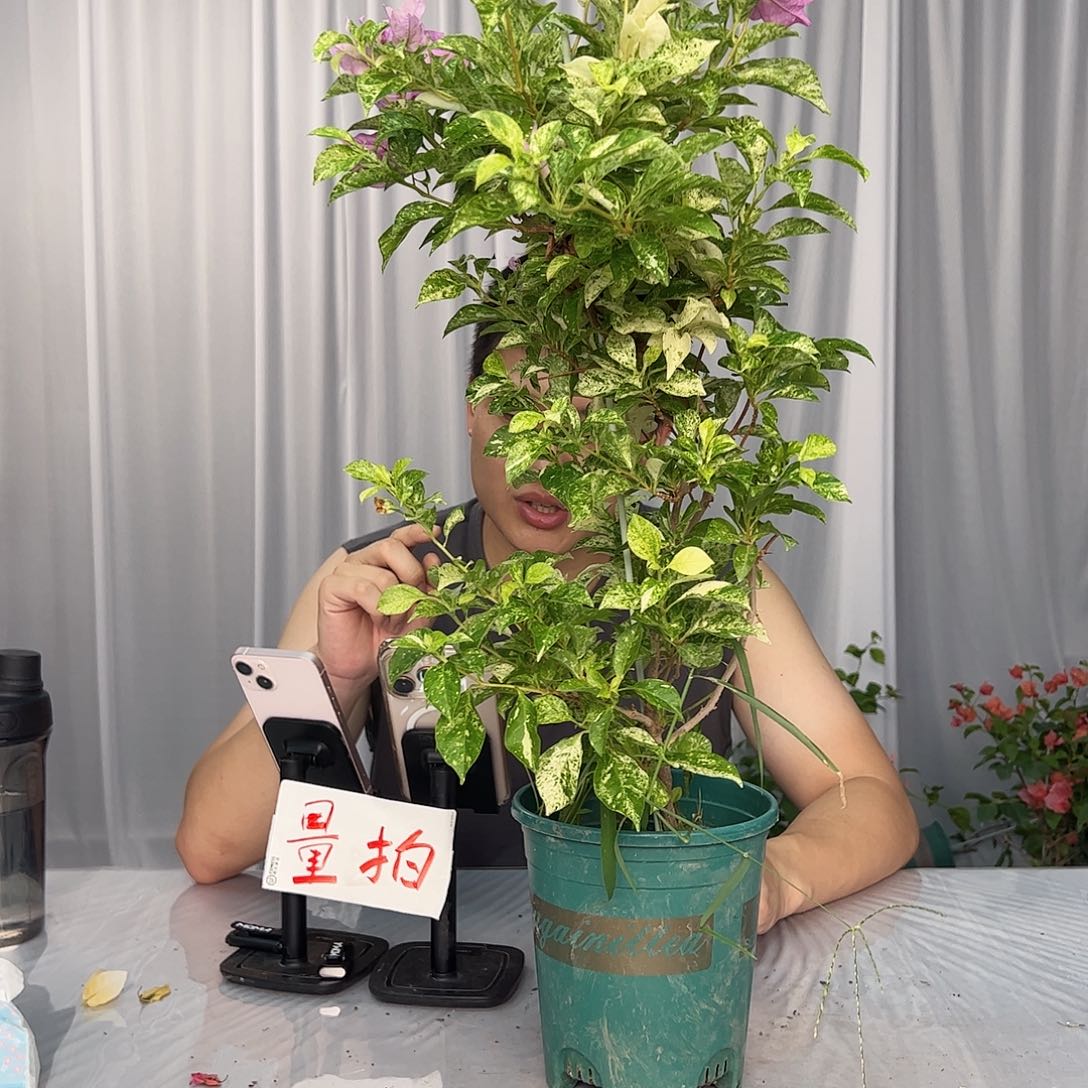 大部分开放少量花苞英达带竹一棵