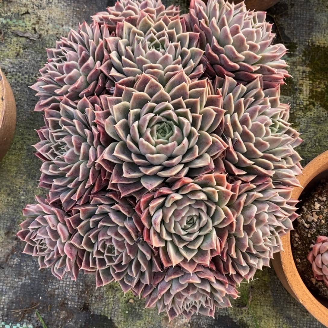 自助下单一物一拍，下滑更多品种可选择