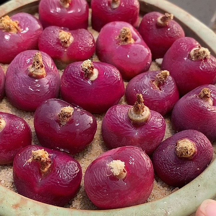 单头黑超毛母本一颗2厘米