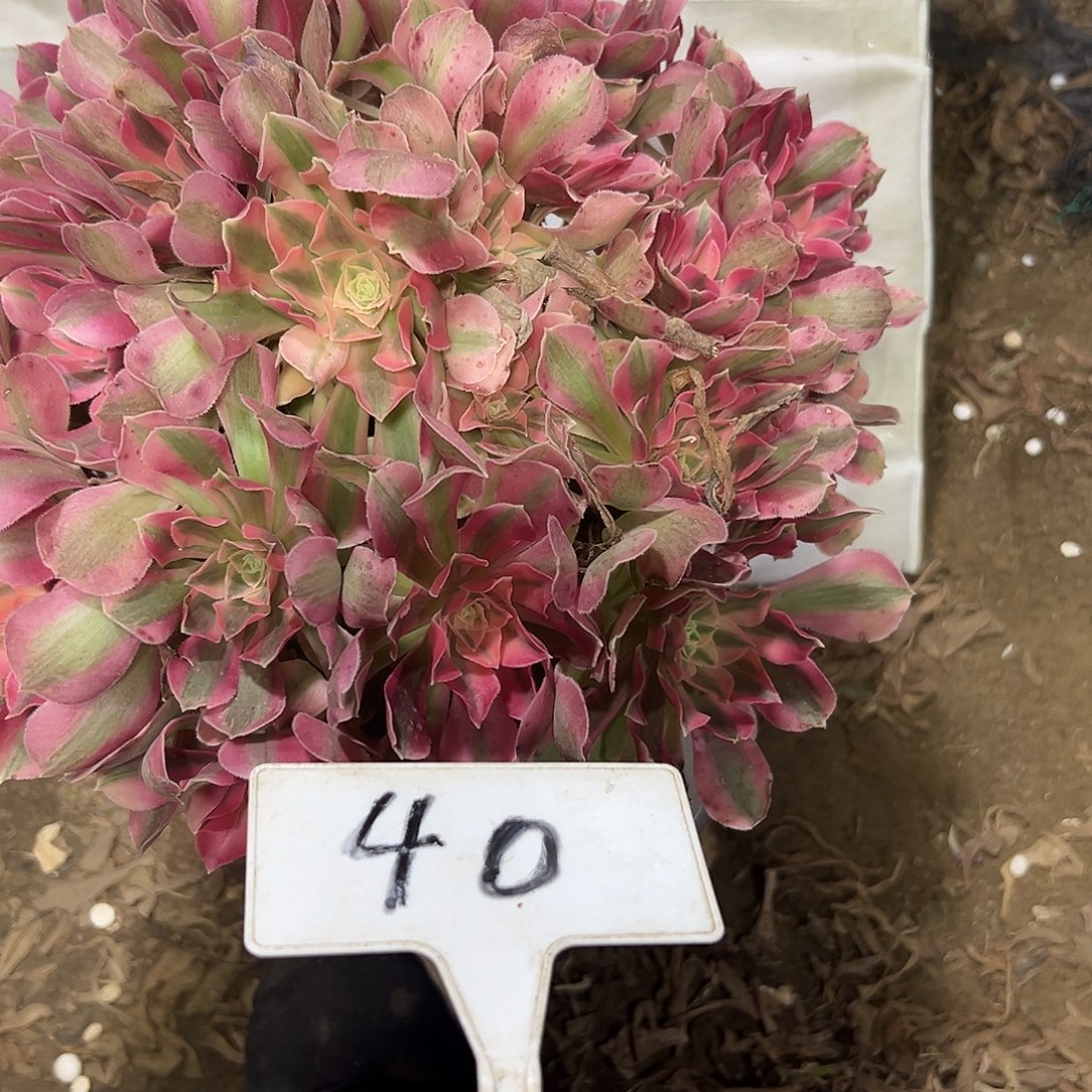 多肉植物粉女巫法师40