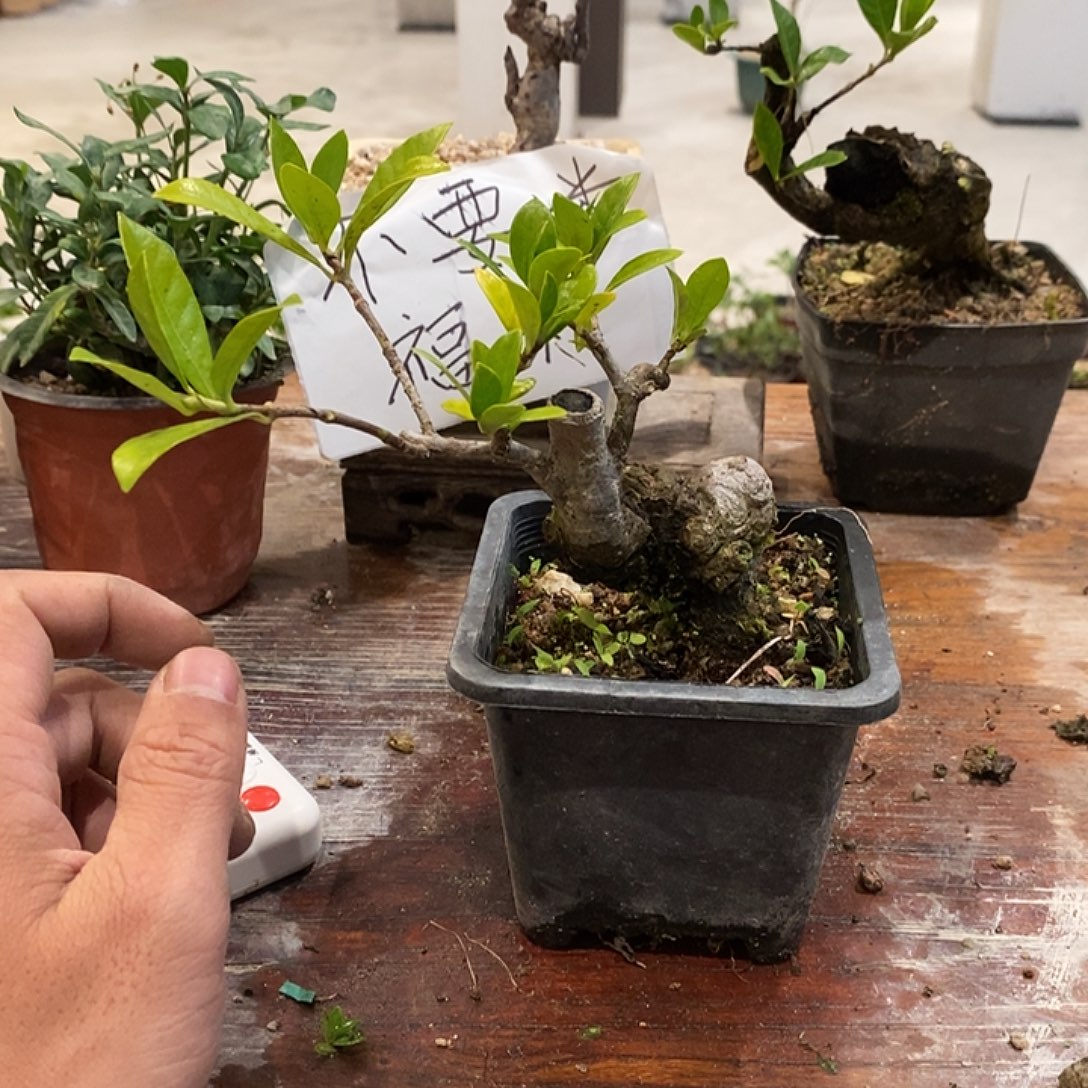 子***鱼完全开放海岛栀子花111