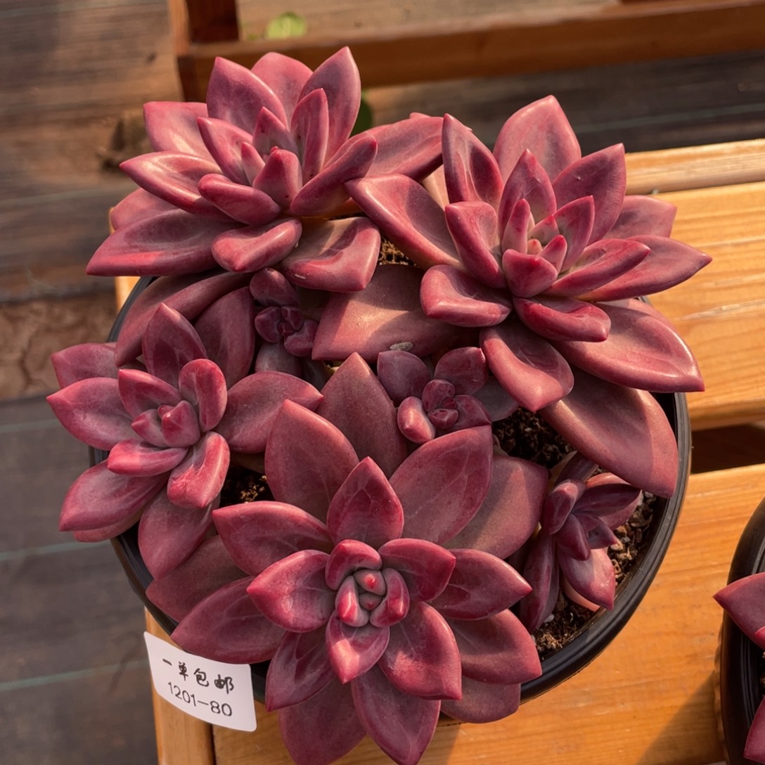 1201-80-赫菲斯托。，，。，。。。。