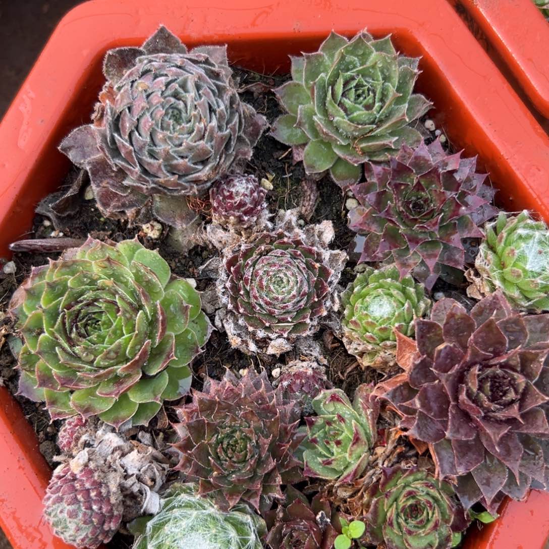 杜尔姆一直在中央音乐学院