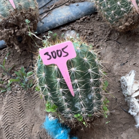 清清706毛花柱微瑕3005