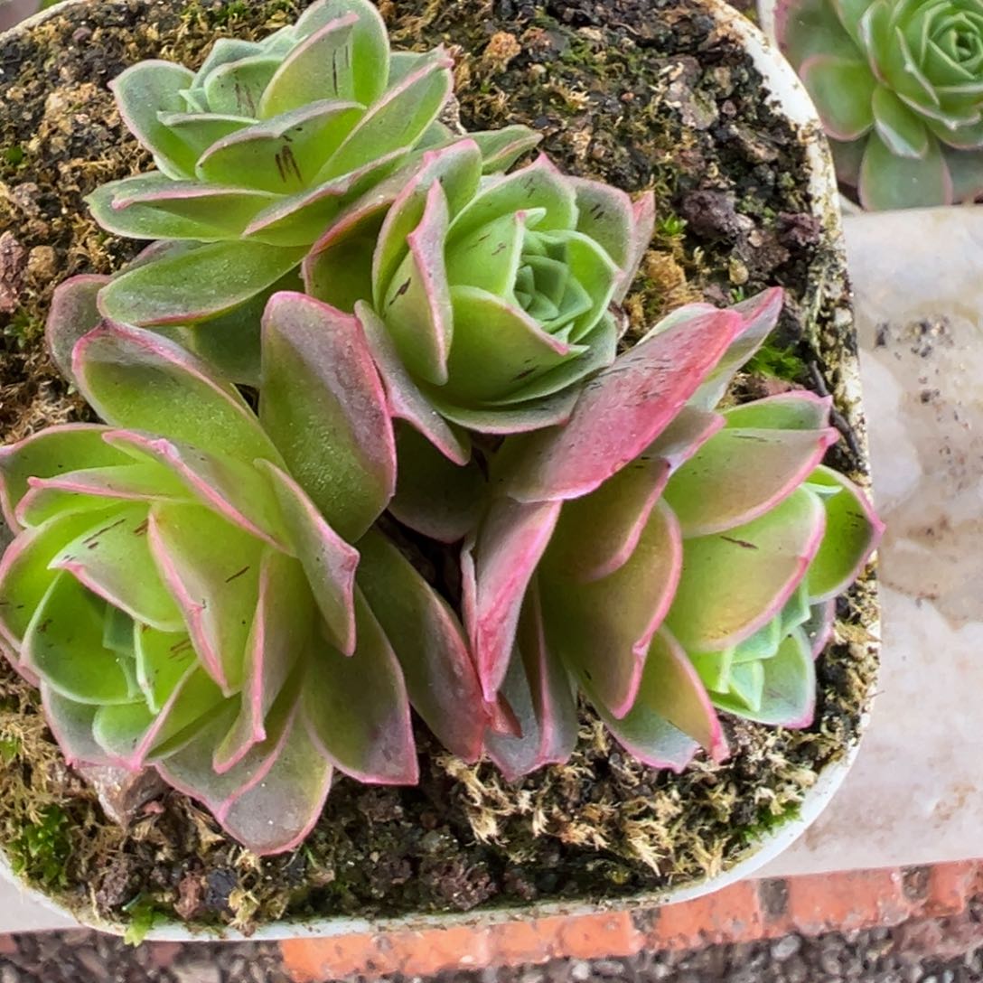 陈陈807黄金群多肉