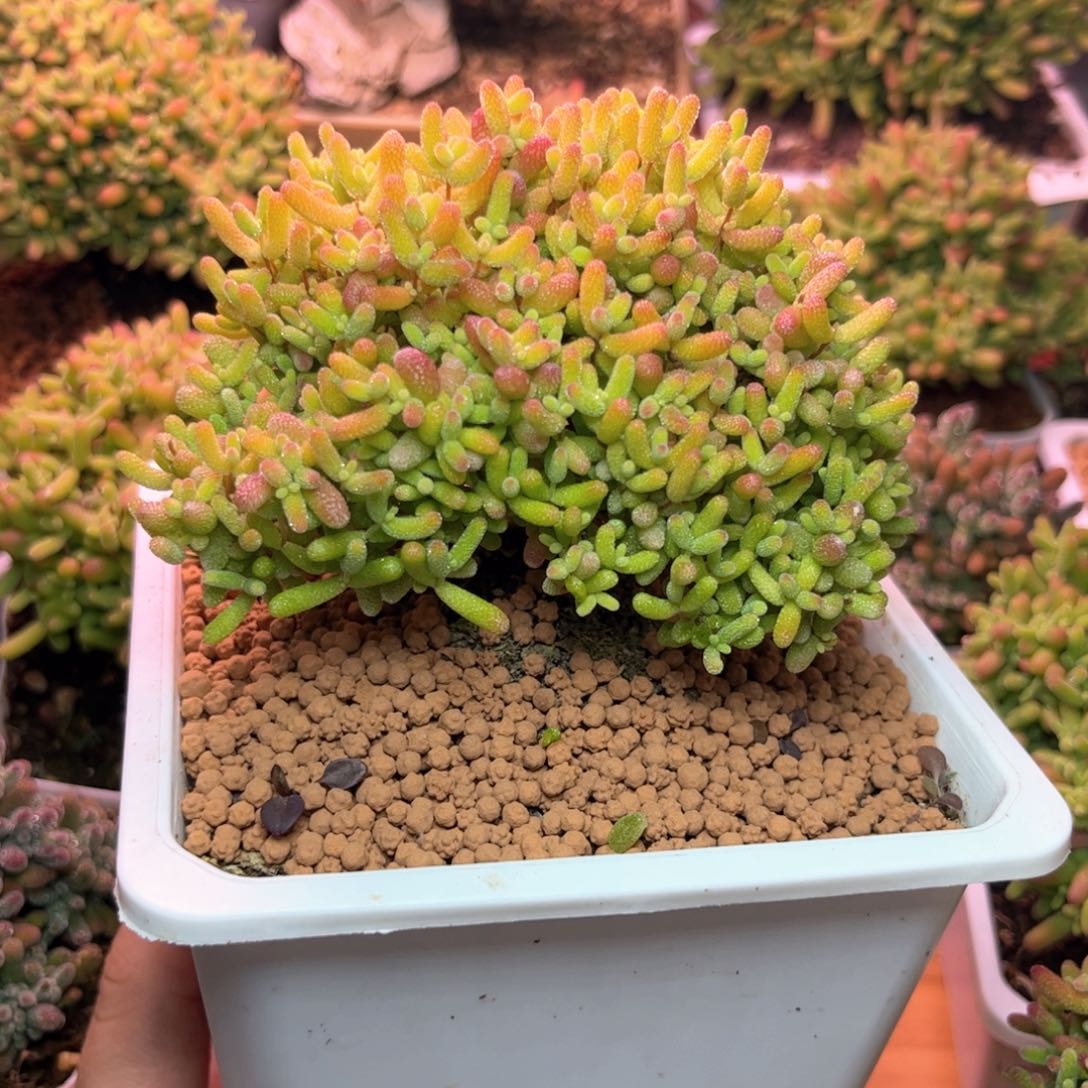 089蜜桔云朵型可爱多肉植物