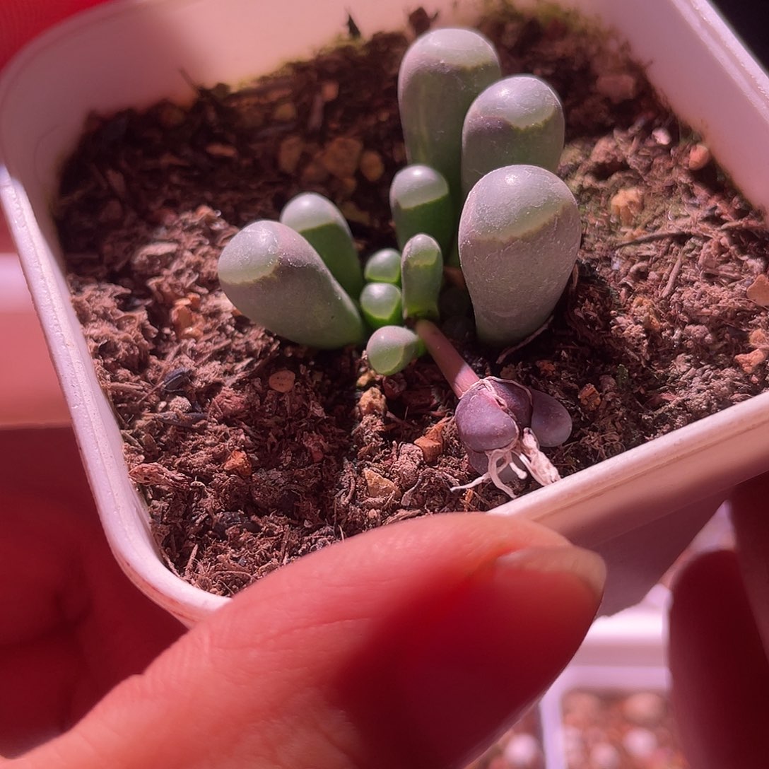 五十玲玉锦送的一颗随单