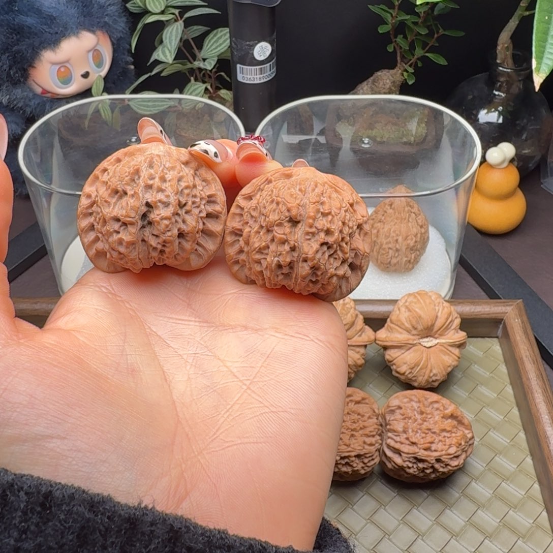 核桃全品血麒麟40+