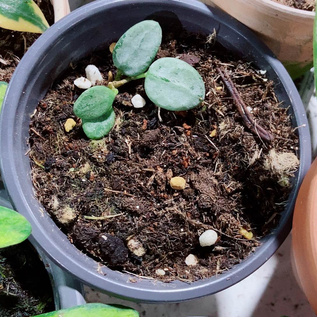 完全开放银豆子一物一拍