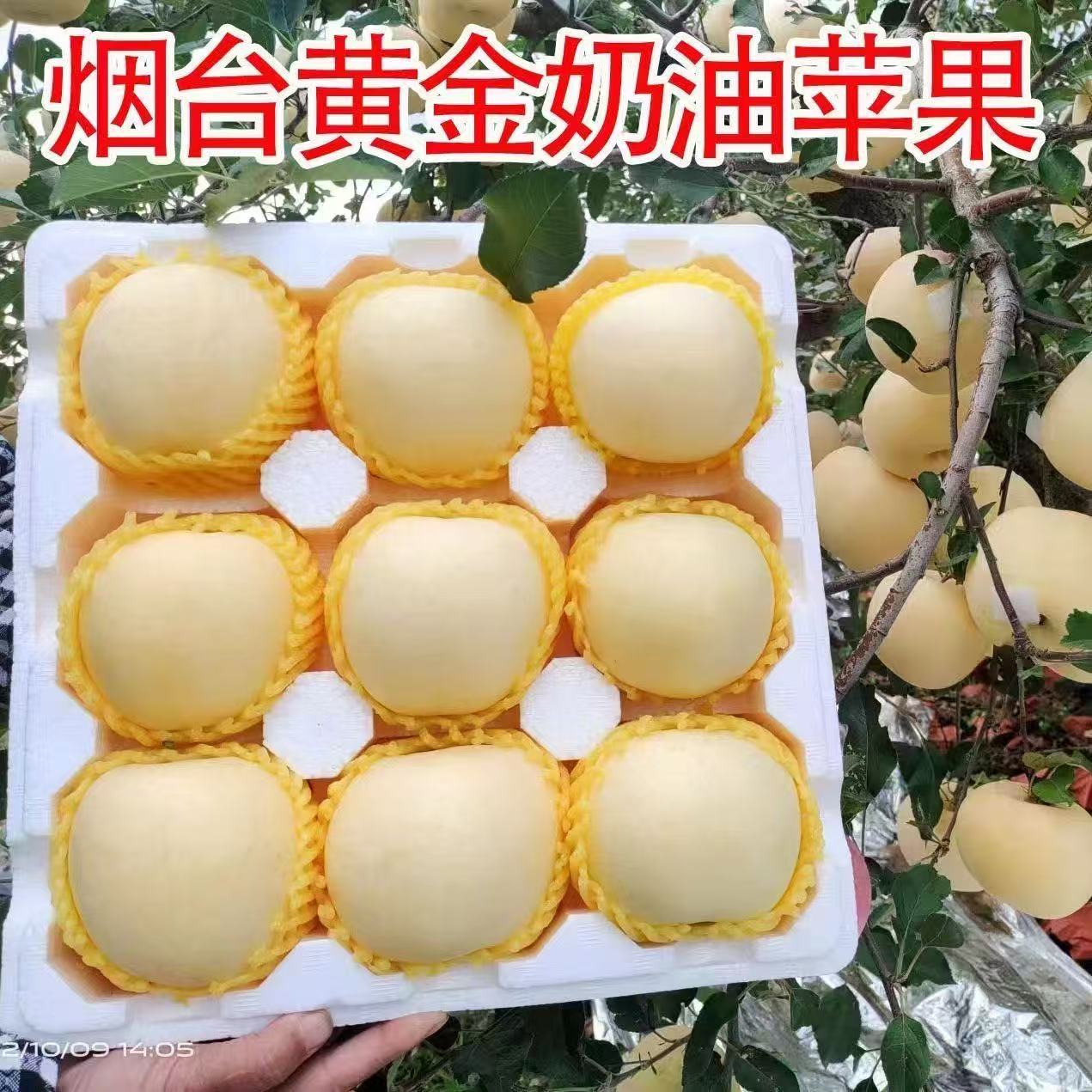 【2025烟台现摘奶油苹果】脆甜多汁香甜可口现摘现发2-5斤苹果
