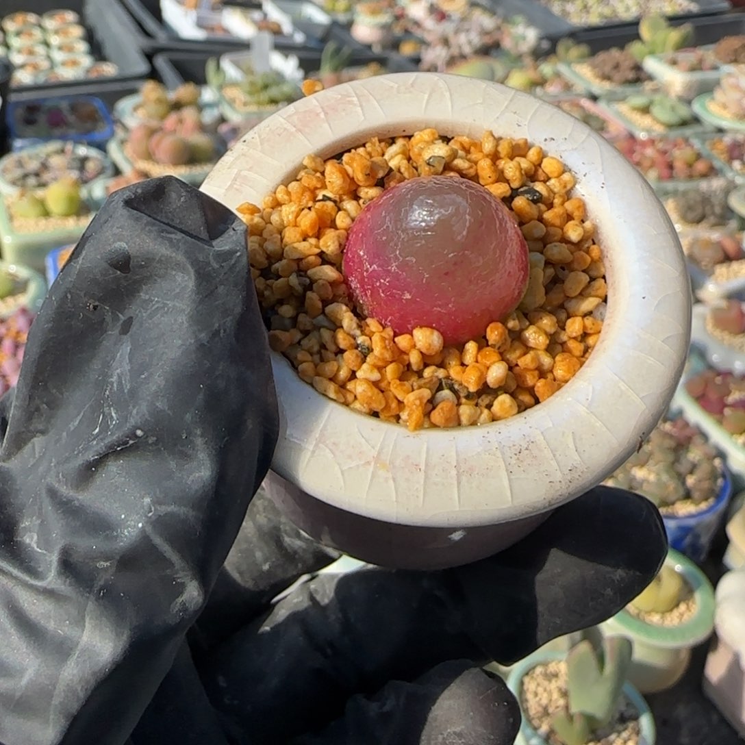 2290--一物一拍 带盆