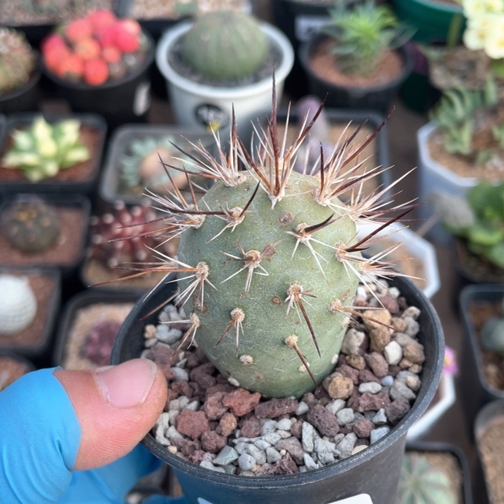 502狂刺习志野仙人球