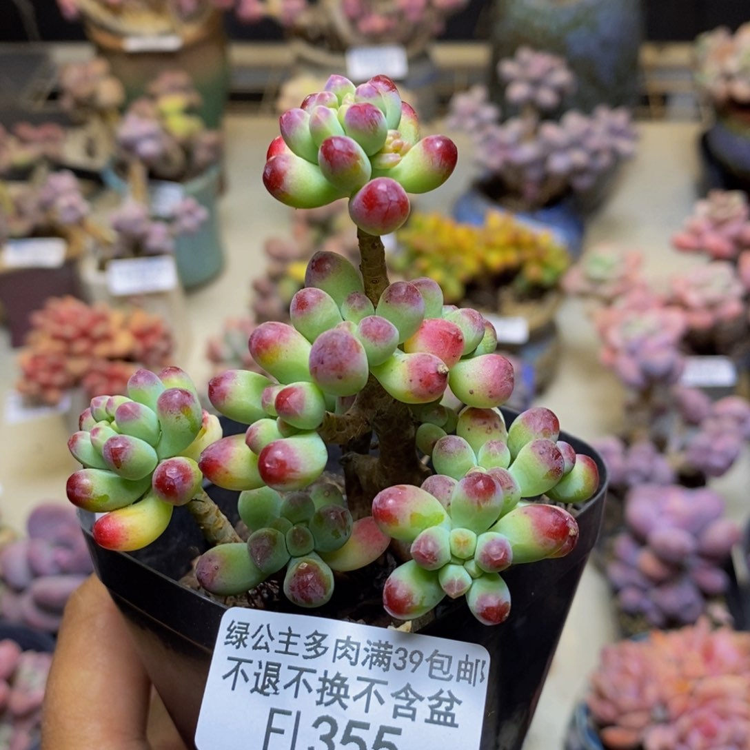 355乙女心多肉6c m