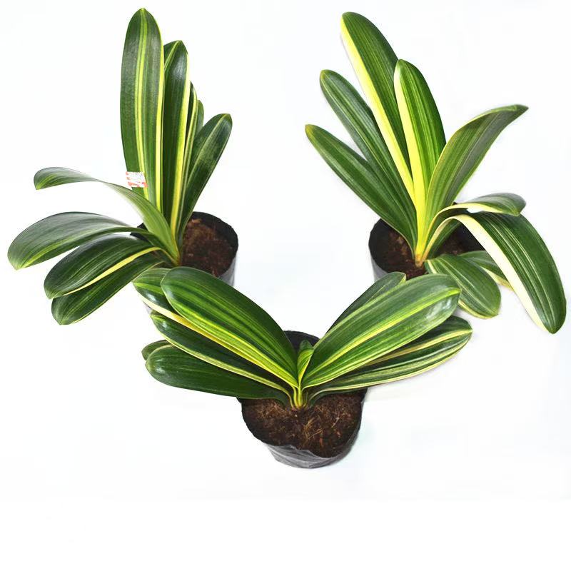 精选不带花君子兰当年可开花四季常青南北通养室内懒人开花绿植