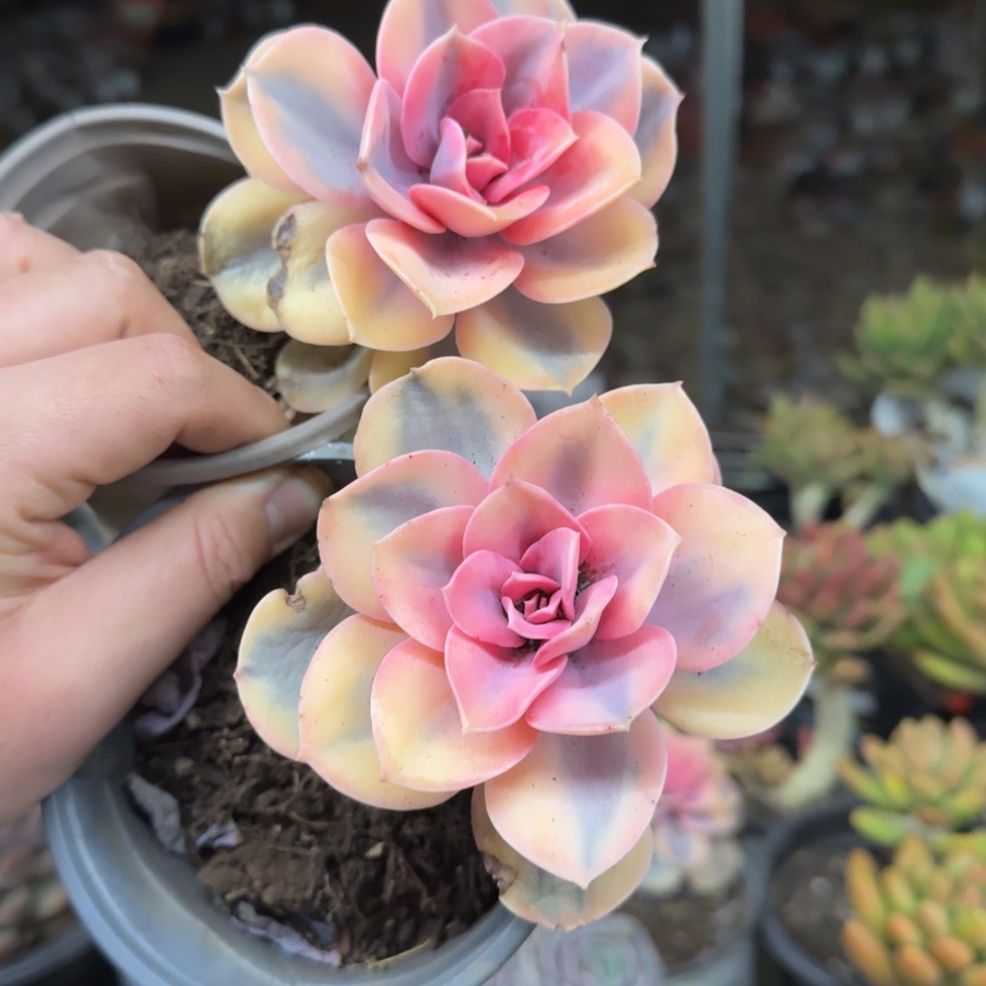 彩虹单头控养两盆