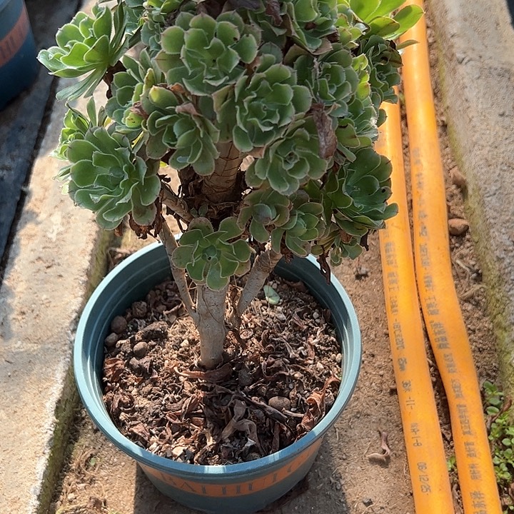 0263霓裳多肉植物