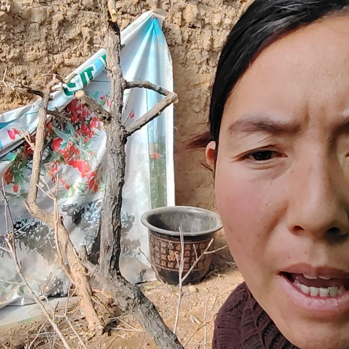 永***定完全开放枸杞树一颗