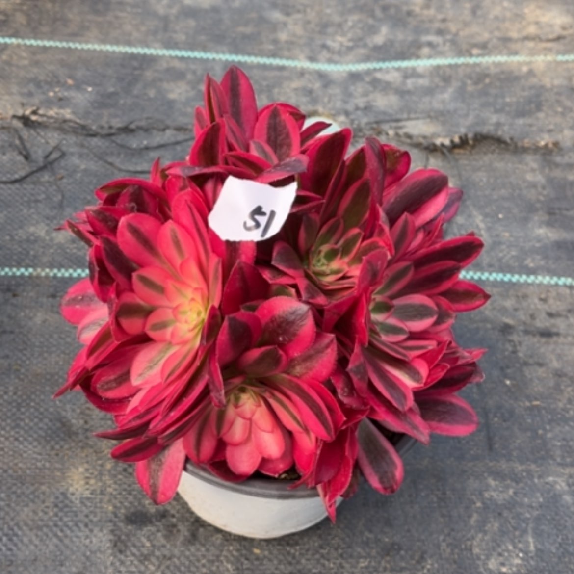 【闪购商品】51美杜莎绣球多肉法师