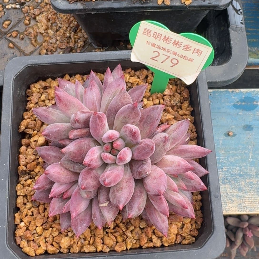 羽毛纹虞美人一物一拍  279