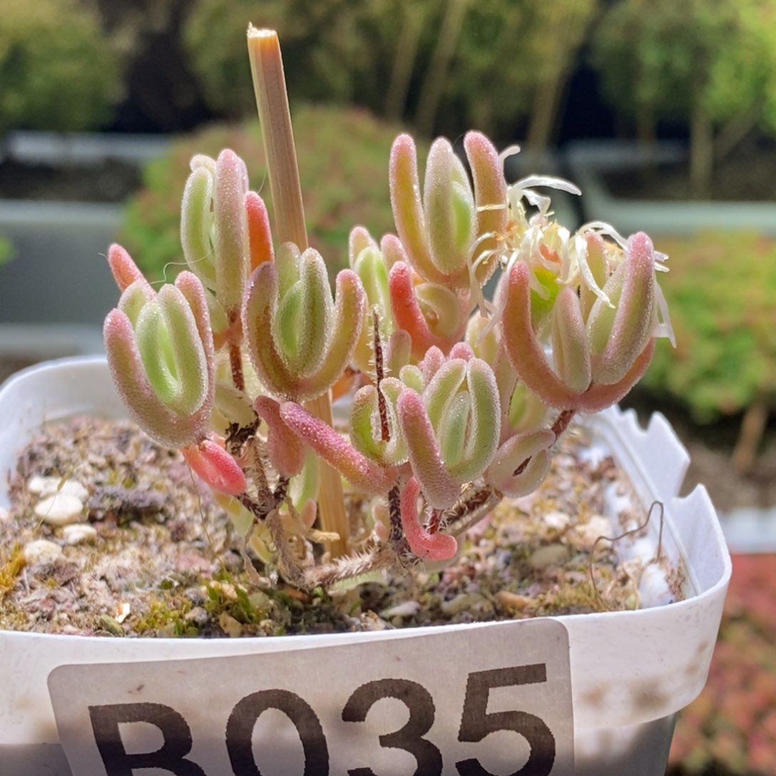 橙叶锦枝干番杏B035