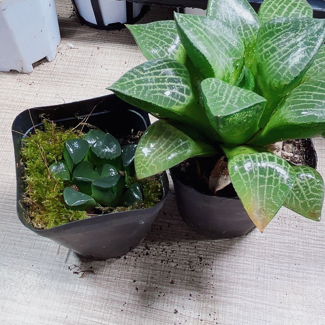 两颗特价肉肉多肉植物