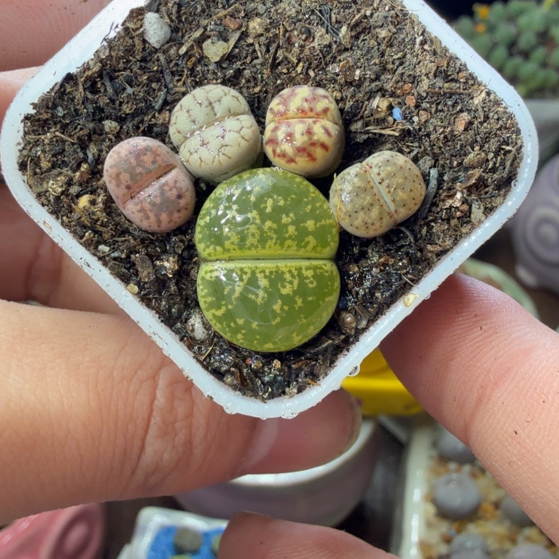 多肉葡萄的季节性734