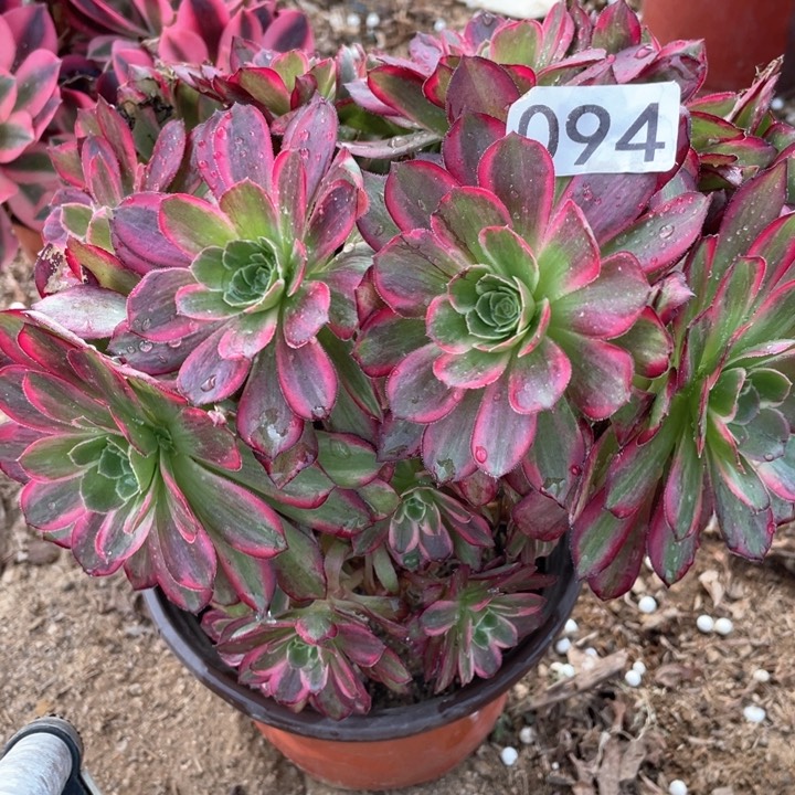 094多肉植物安娜有砍