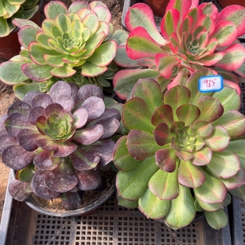 985多肉植物组合