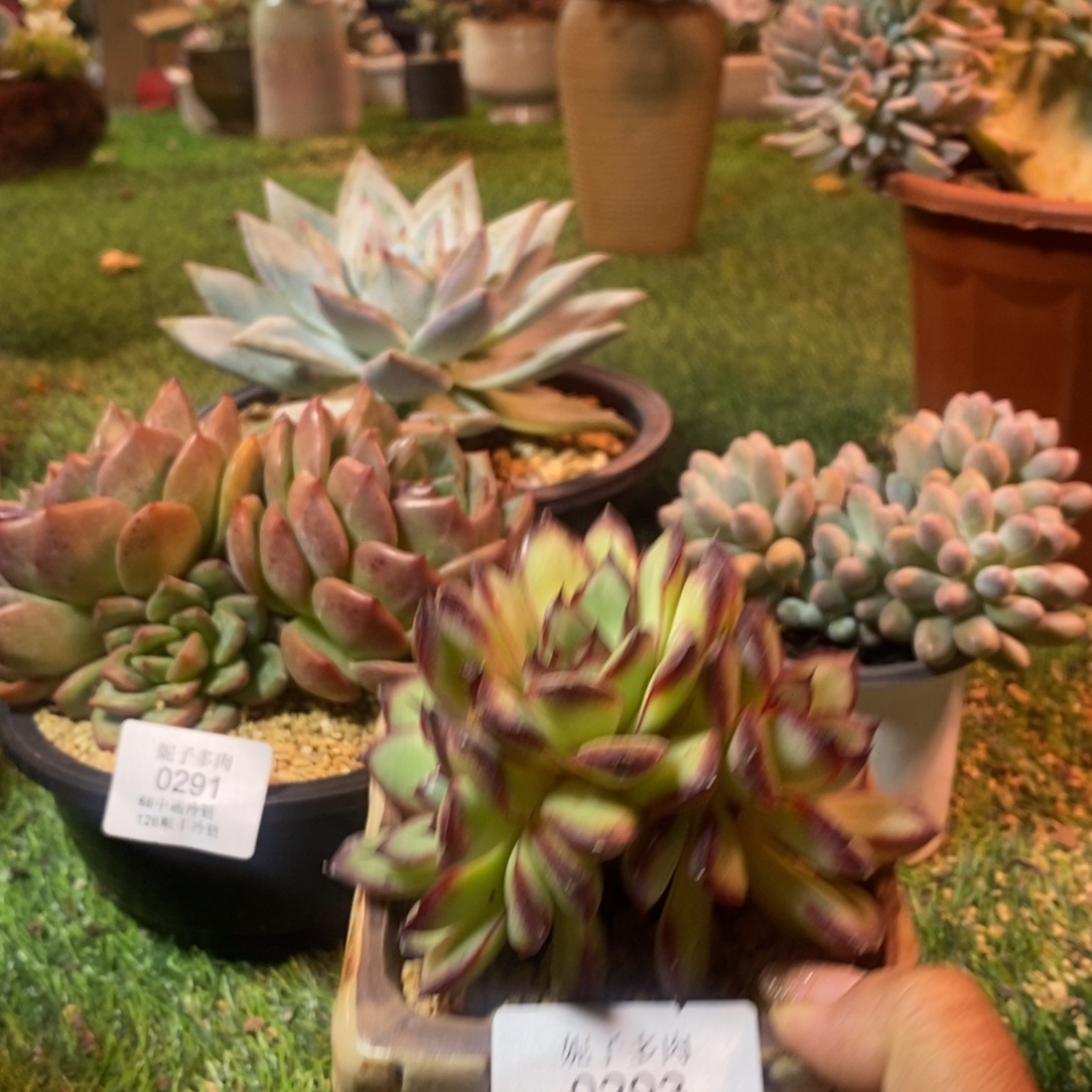 肉酱玫瑰0293 有冷链有售后