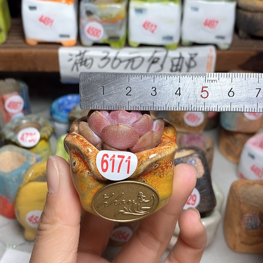 红陶处理的，处理