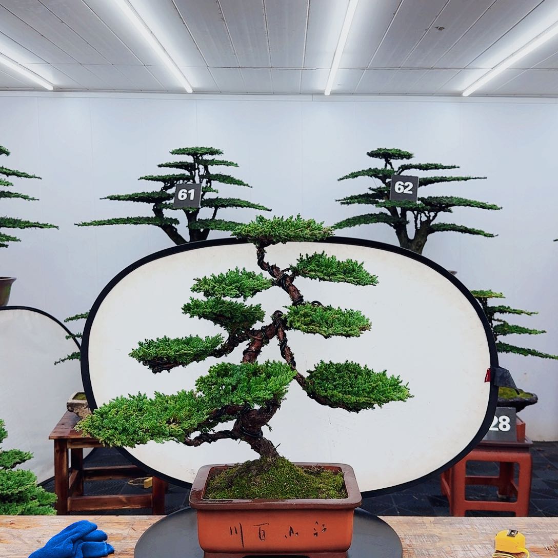 无花朵茶****一00000000000000