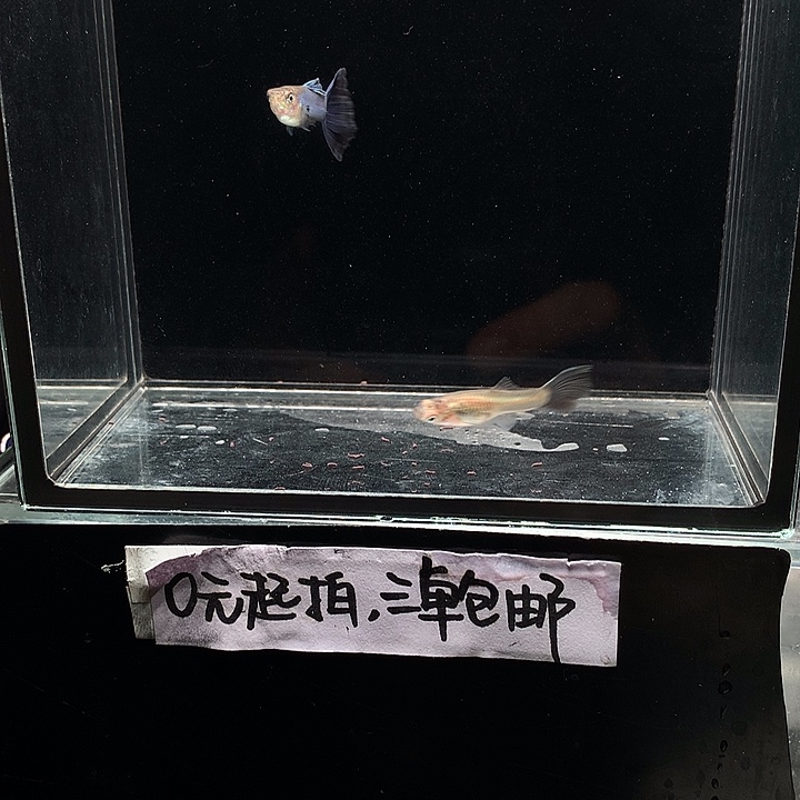 孔雀鱼辛加兰一对