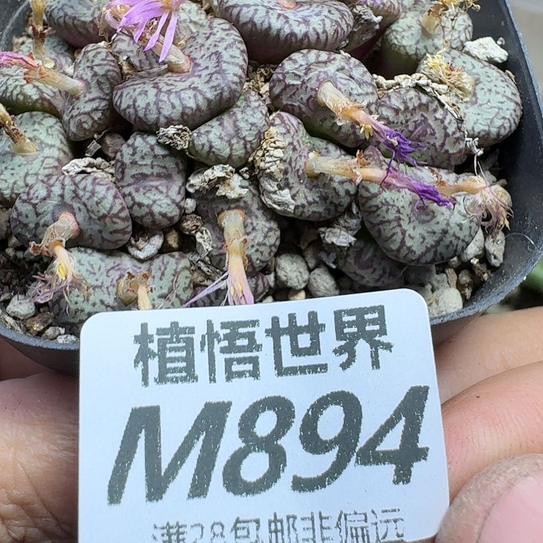 多肉植物的润泽fgbb
