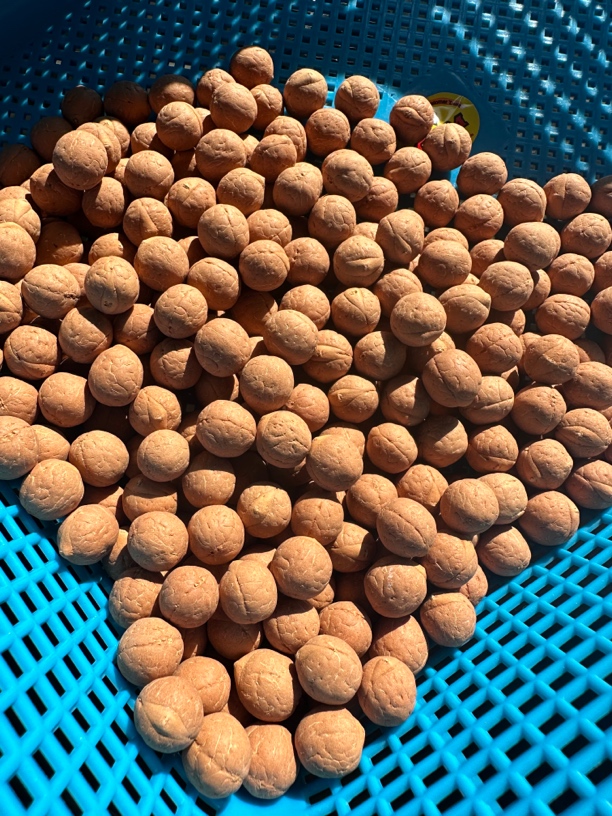 21号尺寸12共330颗凤眼菩提散籽