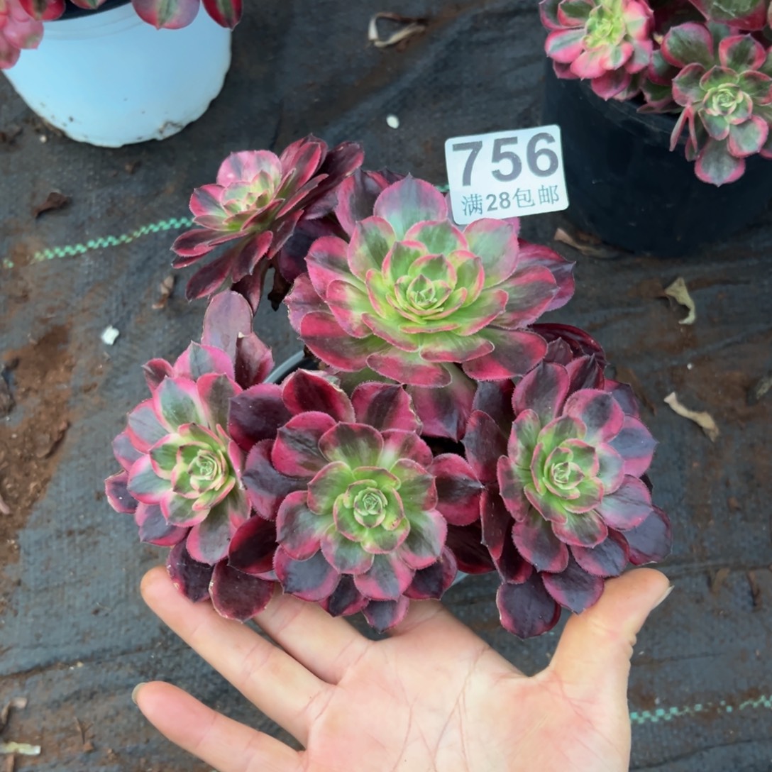 高***）多肉植物756赤子心有干伤