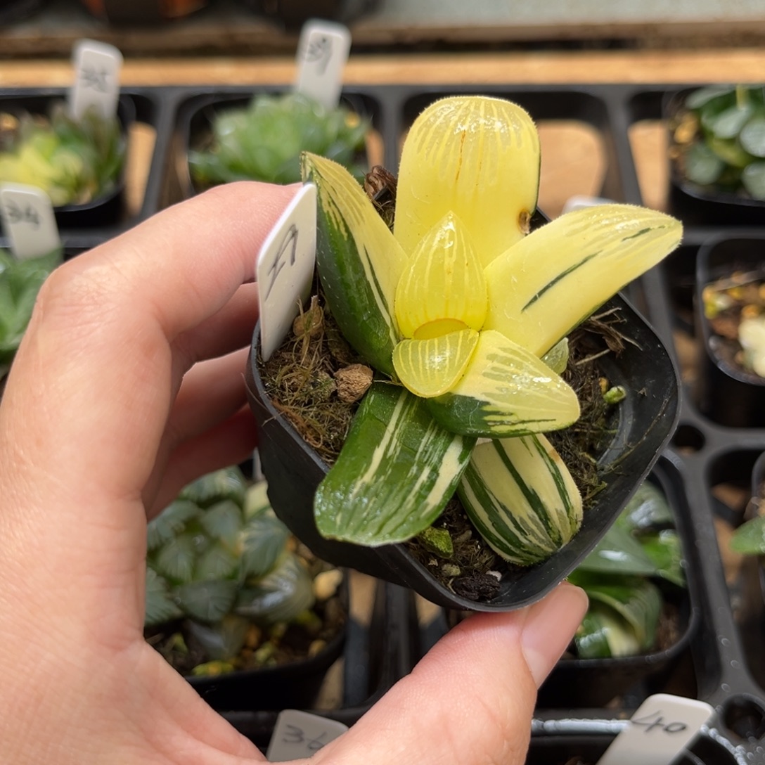 29红纹寿锦一物一拍