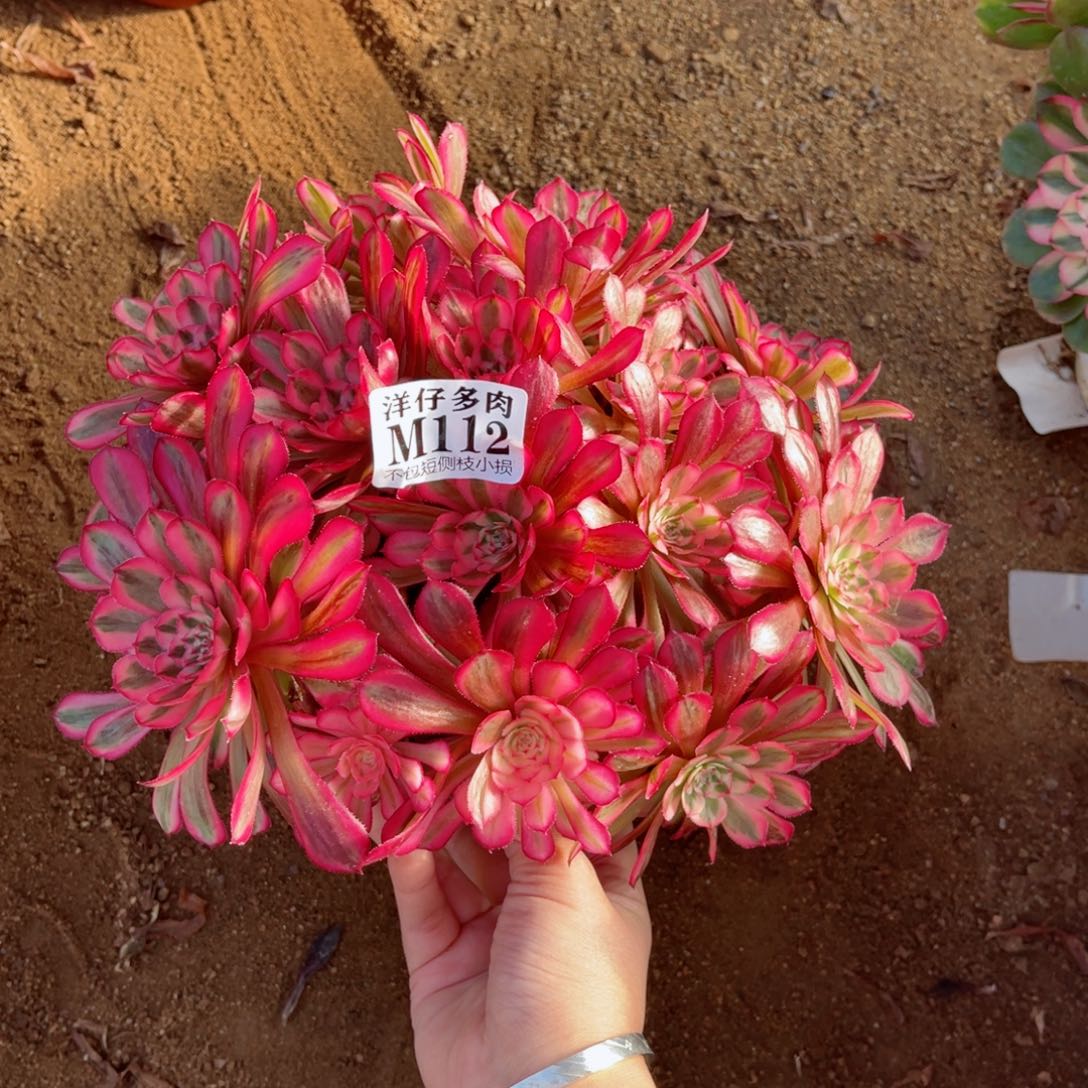 112白月光  冠幅25左右