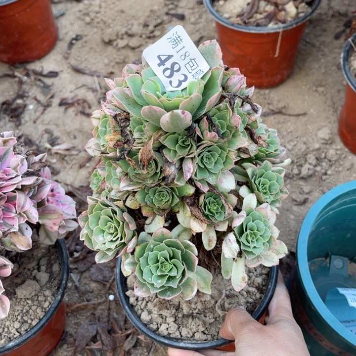 483辛尼亚小手捧1号